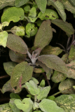 Salvia officinalis 'Purpurascens' RCP3-2014 67.JPG